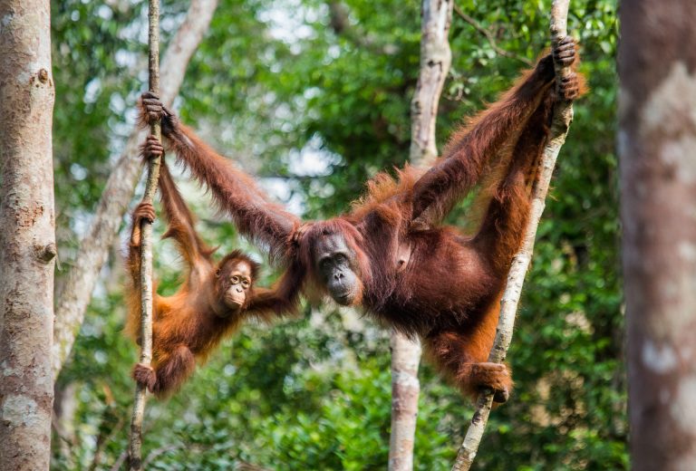 Wildlife Photography in Borneo: 6 Shots That Tell a Conservation Story