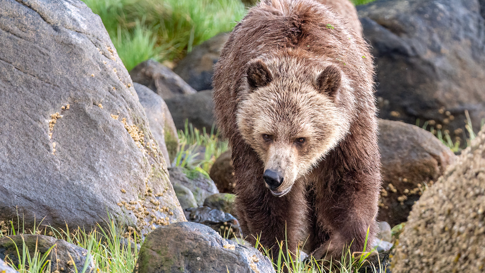 This adult female is over 20 years old. One of her most distinct features is her very blonde face.
