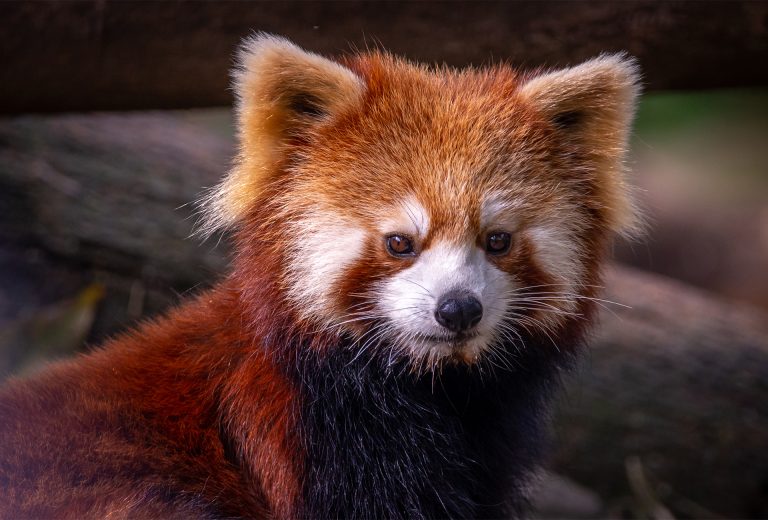 What’s in My Camera Bag? Wild China Photo Expedition