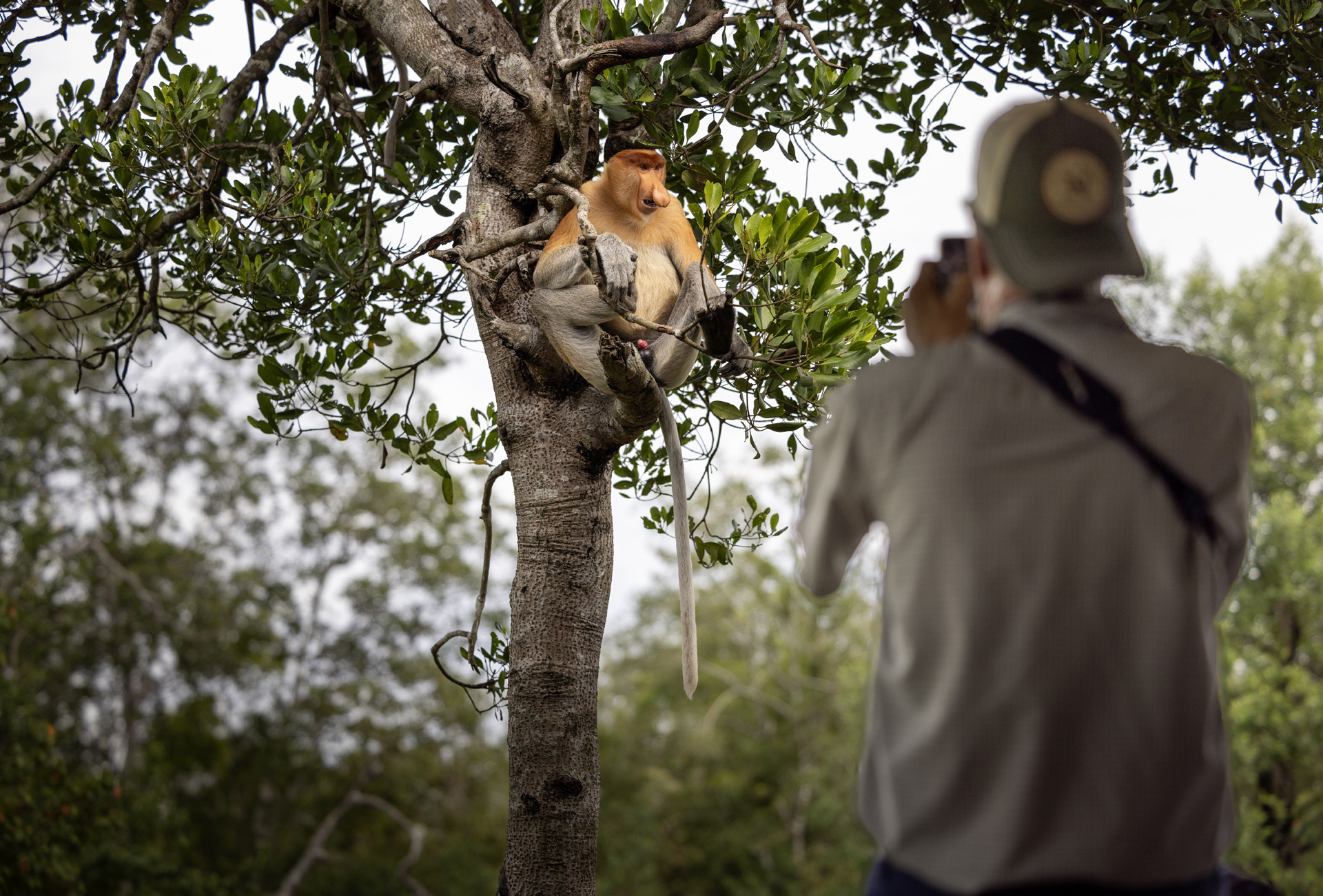 traveler photographing proboscis monkey in borneo