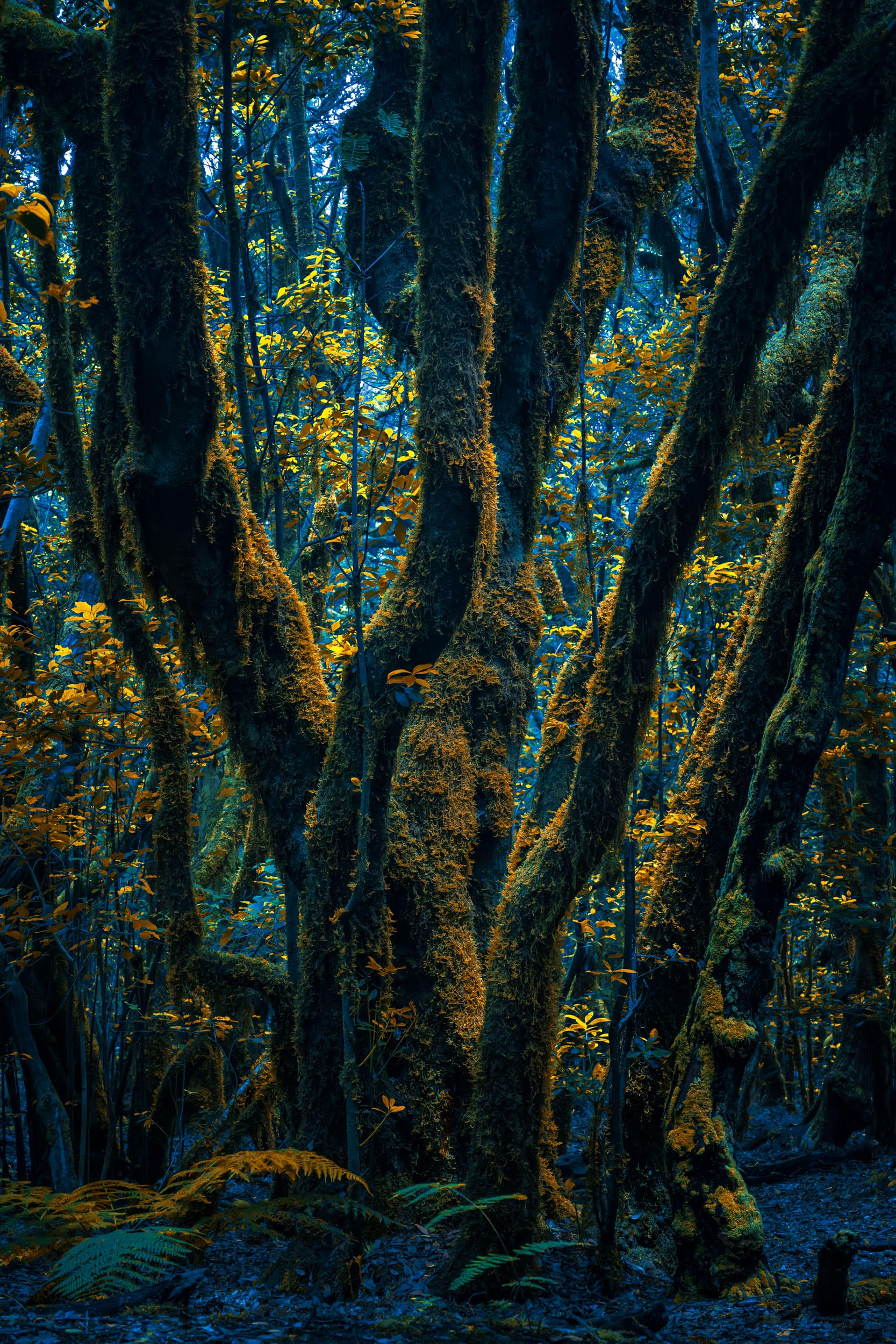 Otherworldly Photos of Forests by Michelle Blancke Explore Mysticism and Transformation