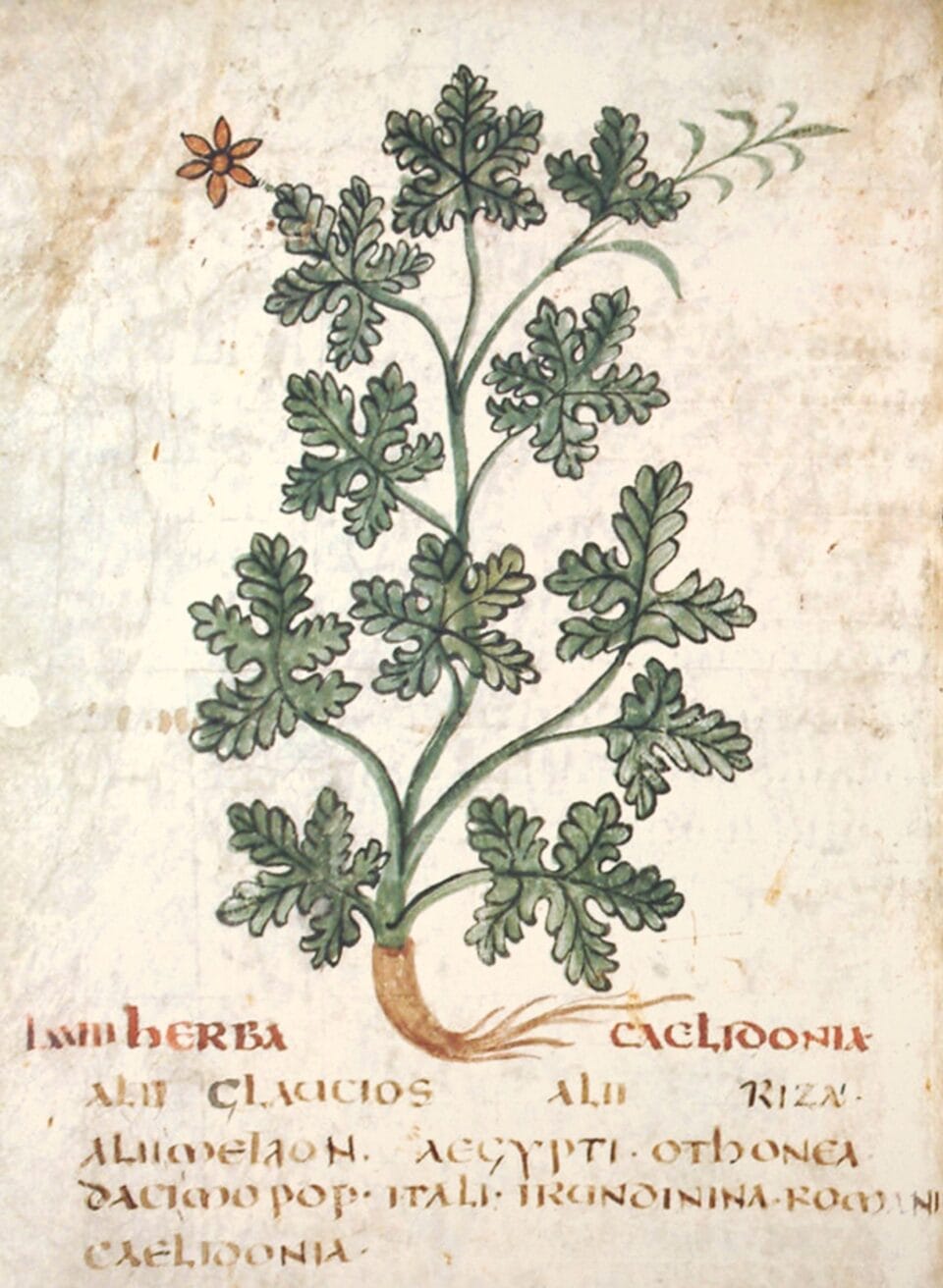 a botanical illustration from a historical book