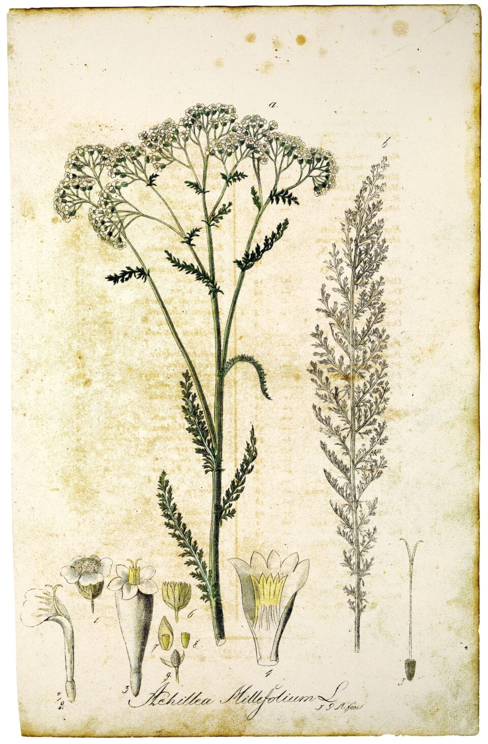 a botanical illustration of yarrow from a historical book