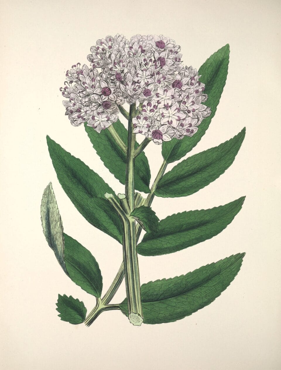 a botanical illustration of the flower of a dwarf elder tree