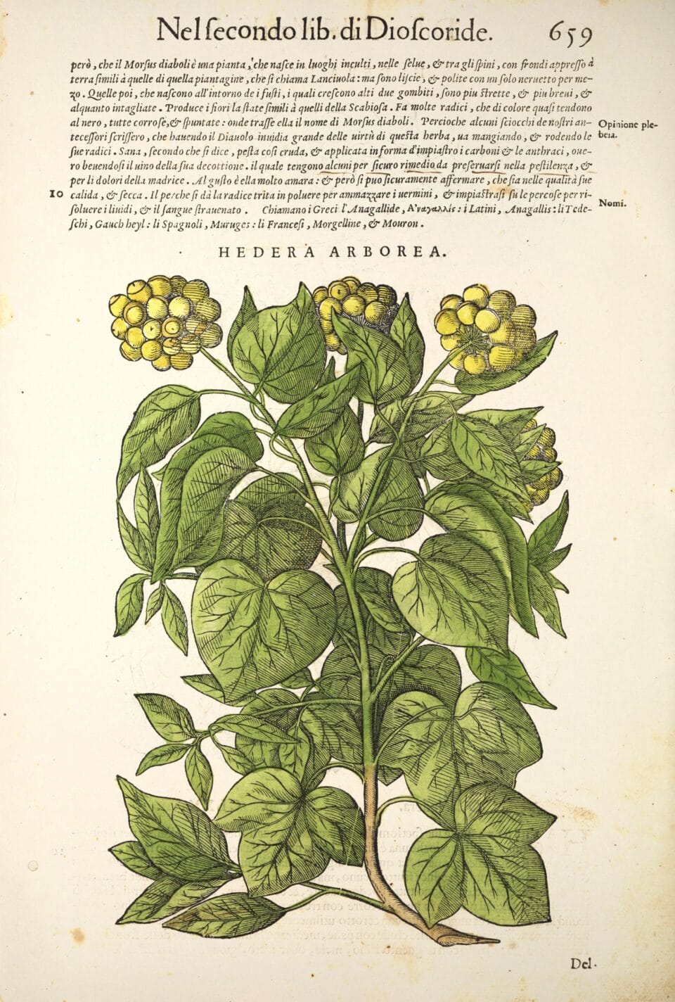 a botanical illustration of common ivy