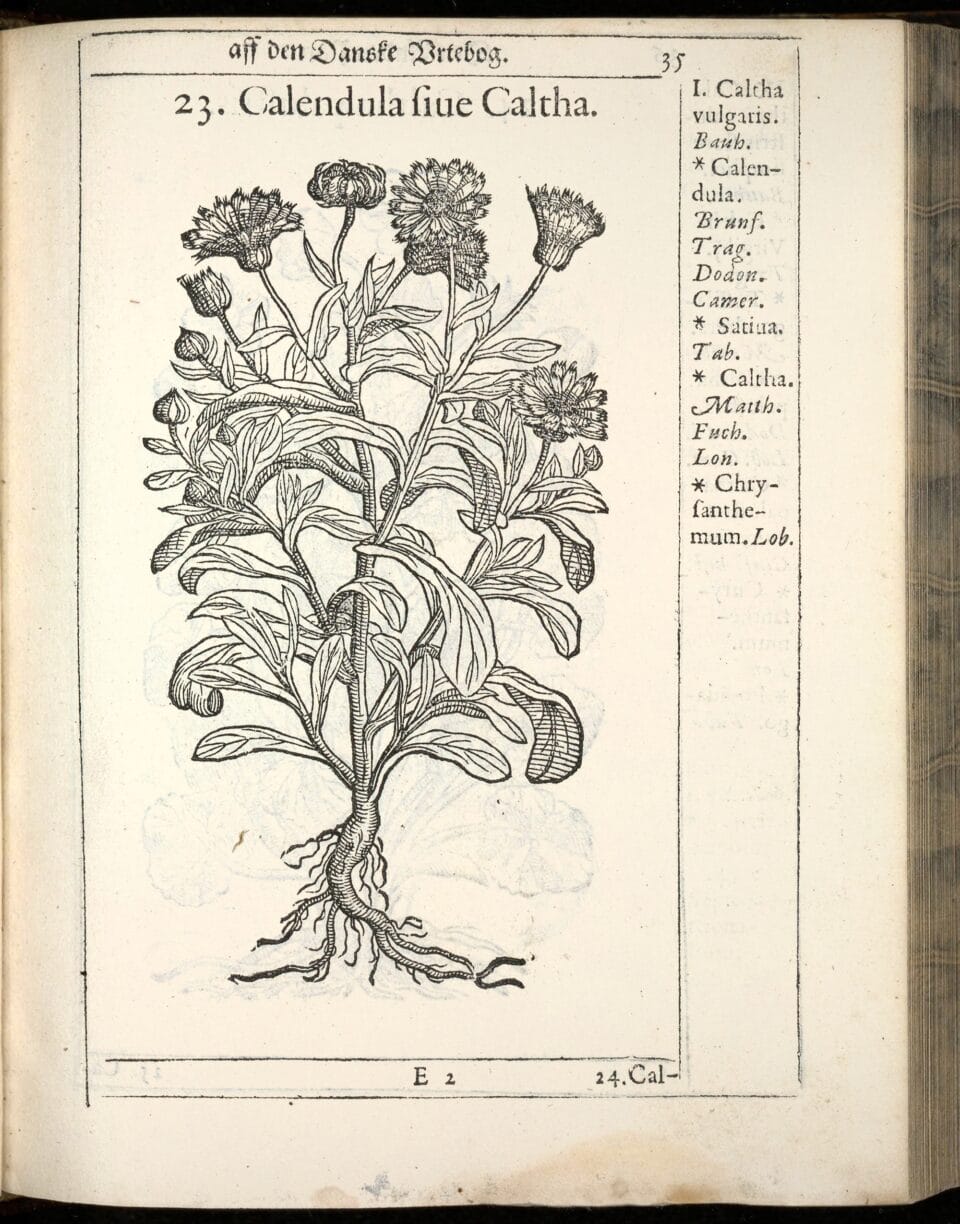a botanical illustration in black-and-white from a historical text, depicting Flora danica