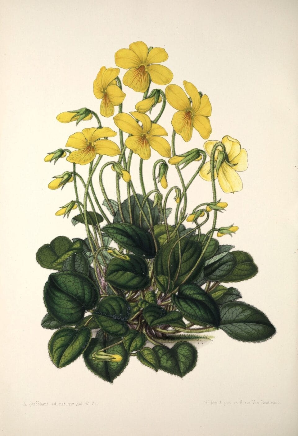 a botanical illustration of mountain pansy, a yellow flower
