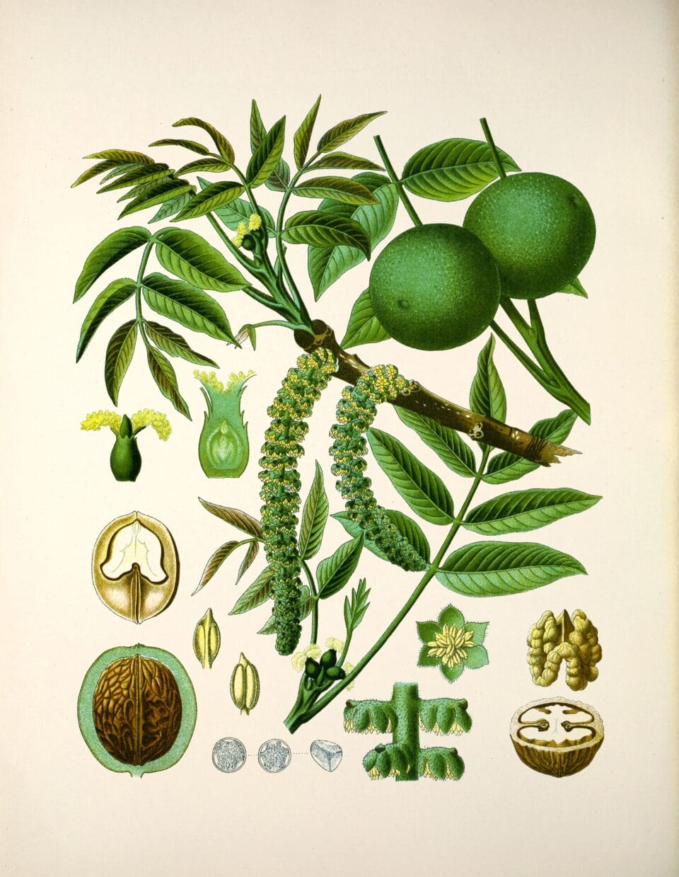 a botanical illustration of a walnut in all its forms of leaves, seed pods, flowers, and nuts