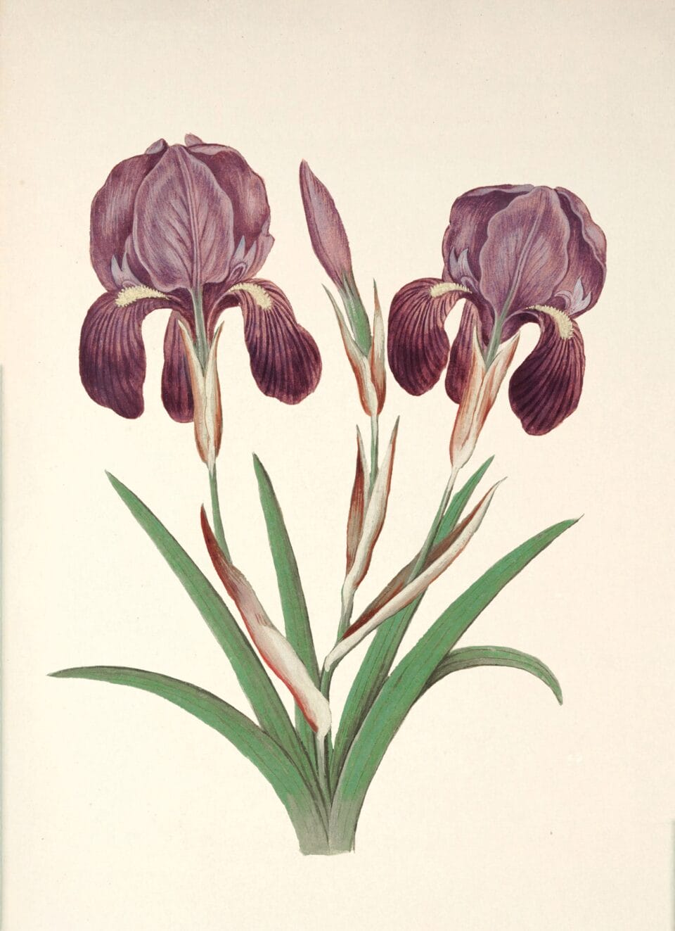 a botanical illusteation of two purple irises