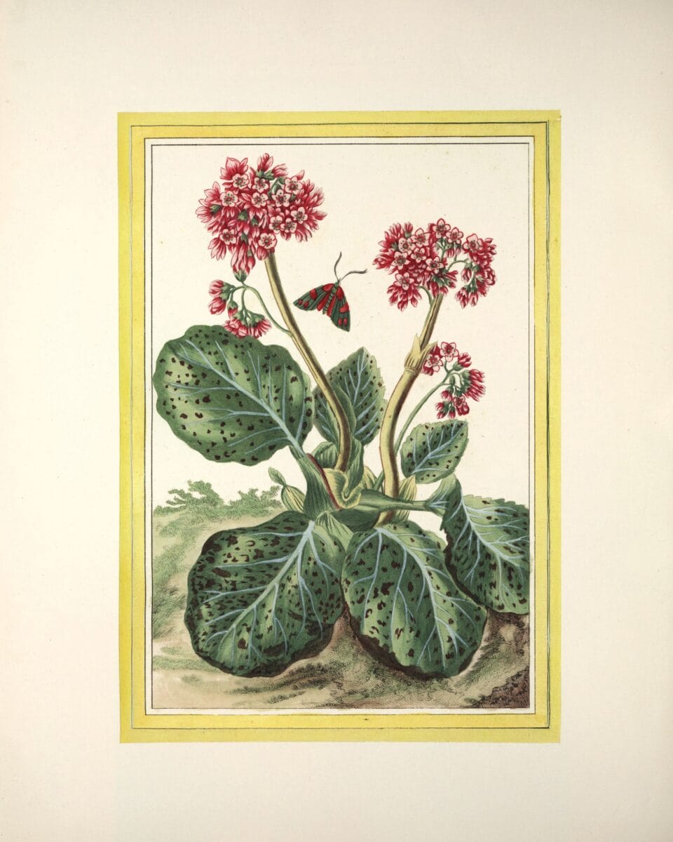 a botanical illustration of a plant called elephant ears with purple flowers and big leaves
